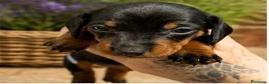 Miniature Dachshund Puppy 5