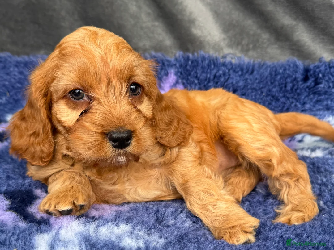 Cockapoo dogs for sale: Stunning Red Cockapoo puppies in Barnsley - Advert 12