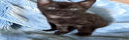Bengal cats for sale: Smoke Boy Available for his forever home  - Advert 17