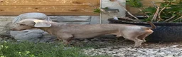 Dachshund dogs for sale: Miniature smooth-haired dachshund  - Advert 8