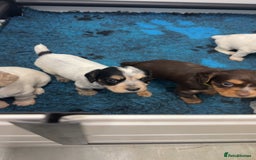 Cocker Spaniel dogs for sale: READY FOR NEW HOMES CAN LEAVE homes health tested  - Image 3