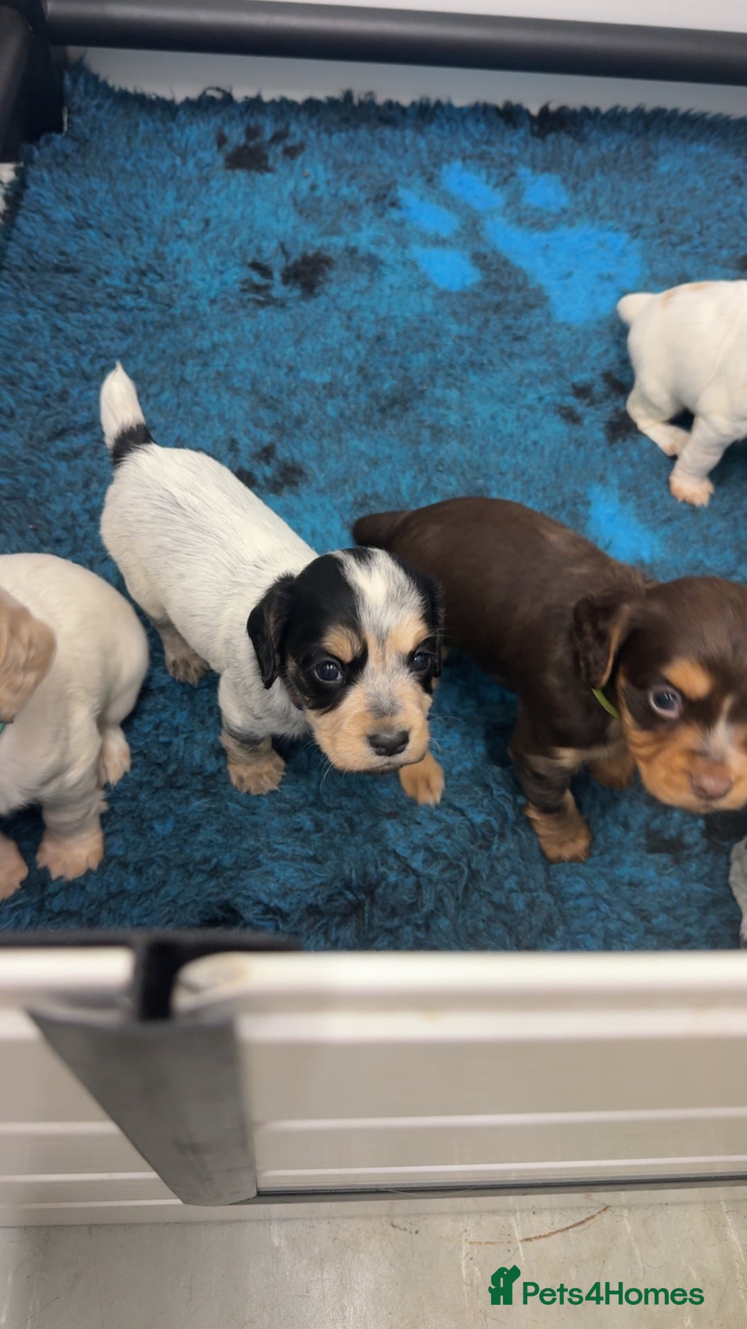 Cocker Spaniel dogs for sale: READY FOR NEW HOMES CAN LEAVE homes health tested  - Image 3