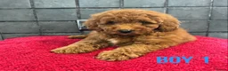 Miniature Poodle dogs for sale: Stunning Fox Red Minature Poodle Pups  - Advert 22