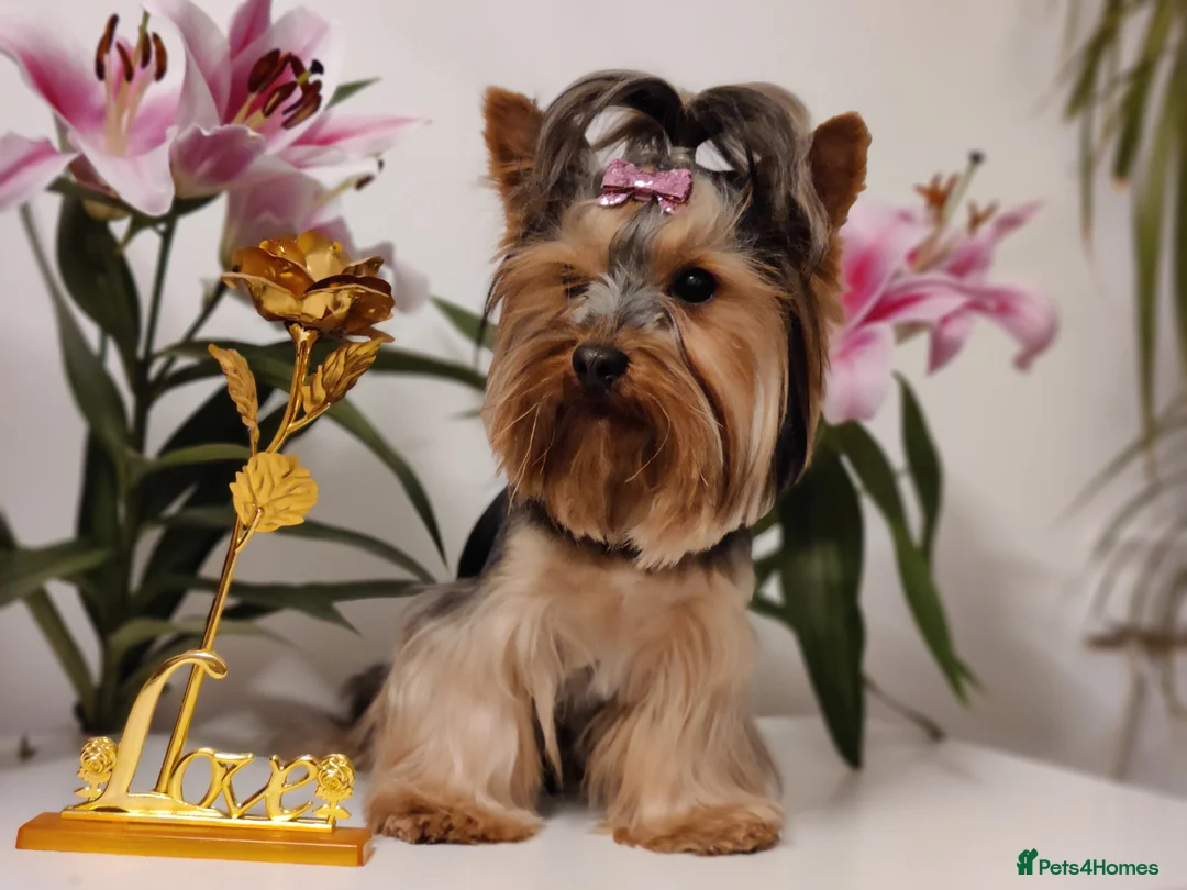 Yorkshire Terrier dogs for stud: Outstanding Yorkshire terrier for STUD only in Hull - Advert 14
