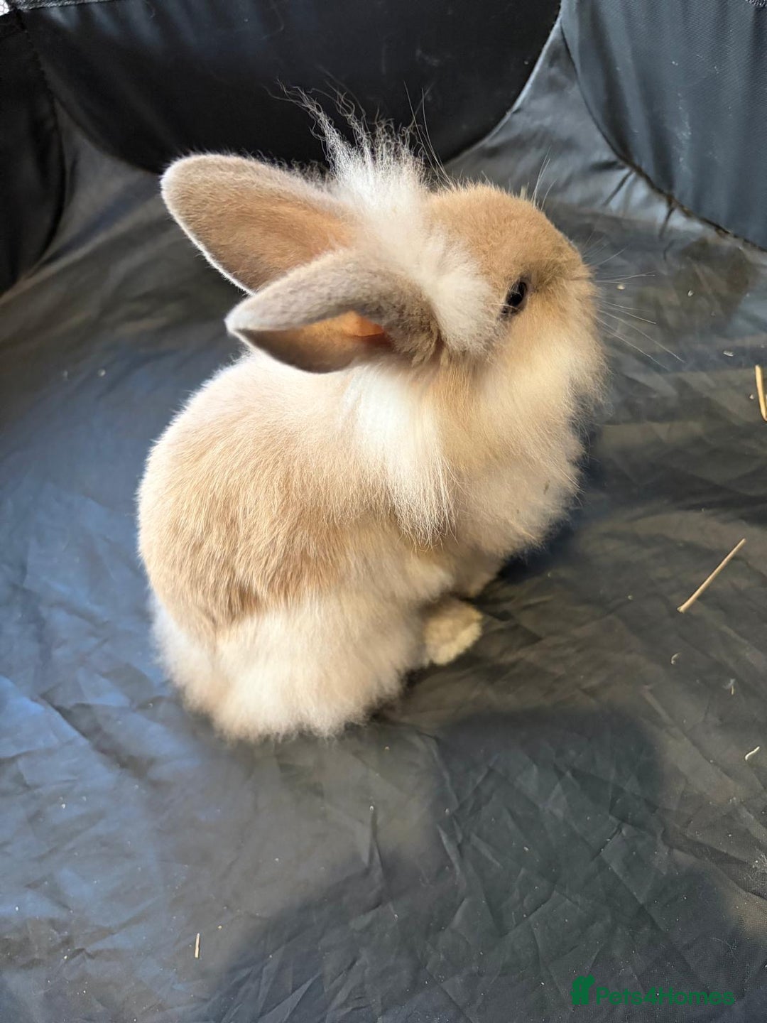 Lionhead rabbits for sale: Beautiful Lionhead/Mixed breed baby rabbits  - Image 2