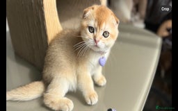 Scottish Fold cats for sale: TICA-Registered Scottish Straight/Fold Kittens  - Image 13
