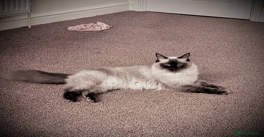 Ragdoll cats - Advert 9