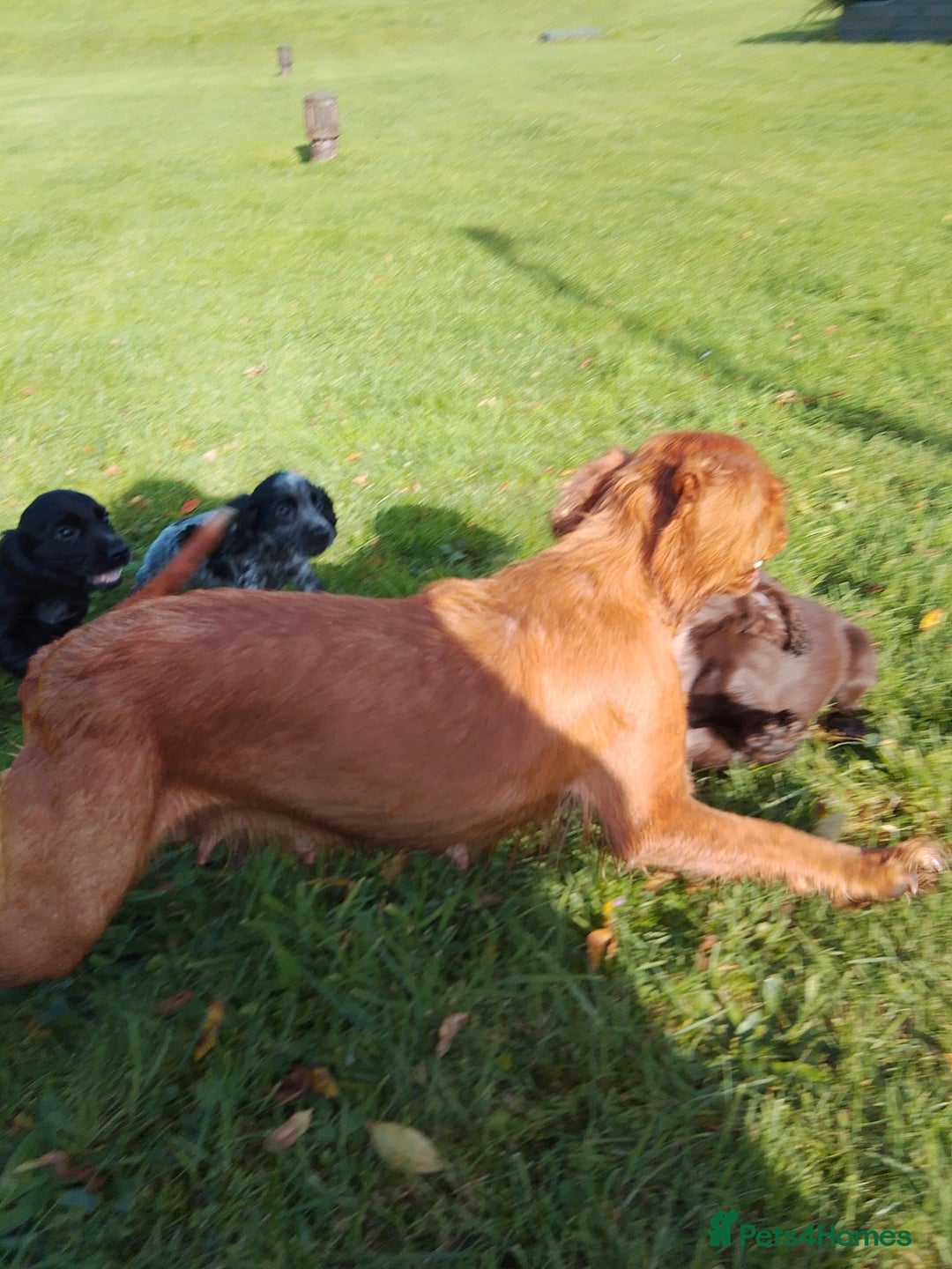 Cocker Spaniel dogs for sale: Working cocker spaniel pups - Image 2