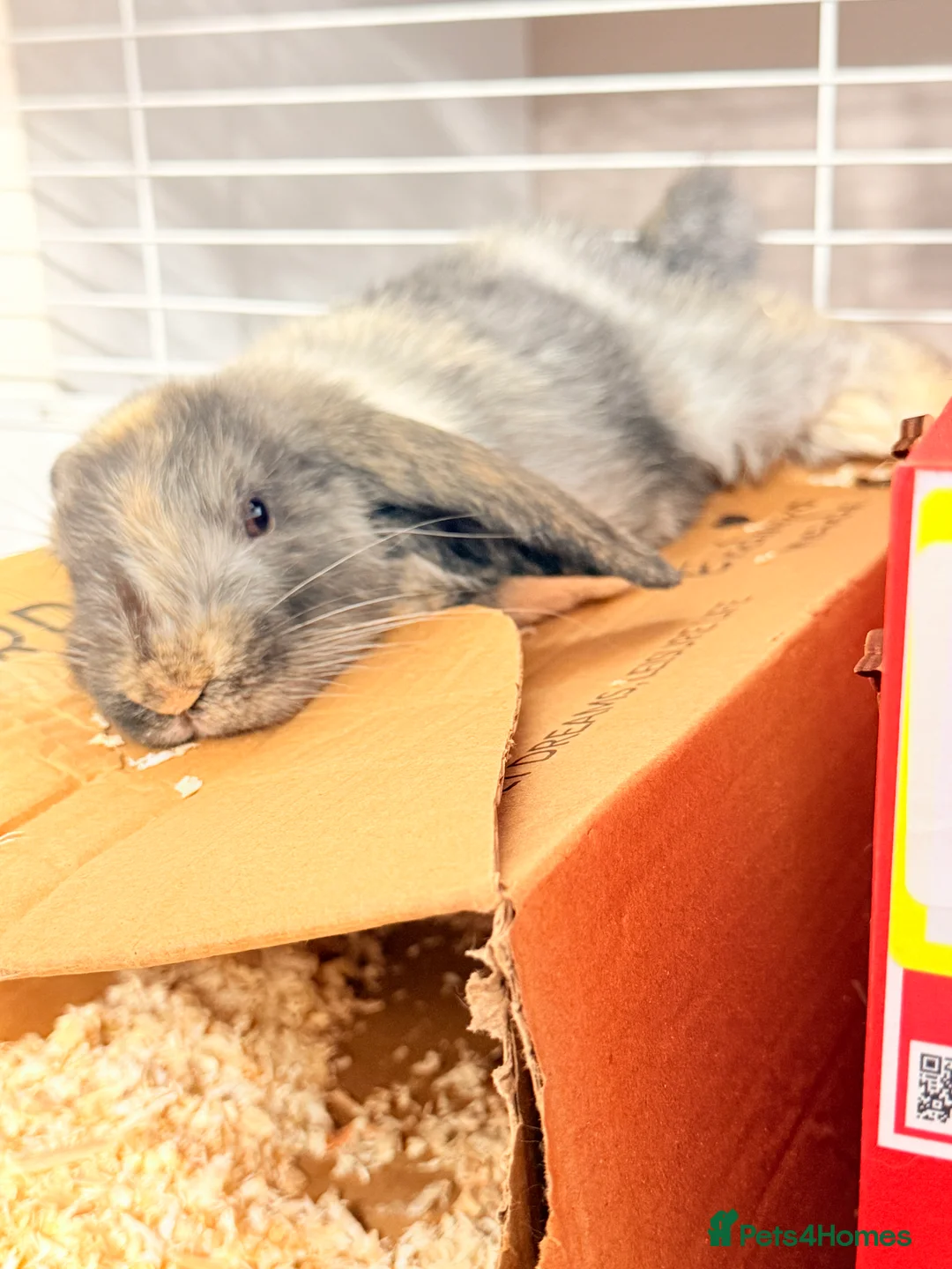 Mixed Breed rabbits for sale: Free Rabbits for rehoming - Advert 2