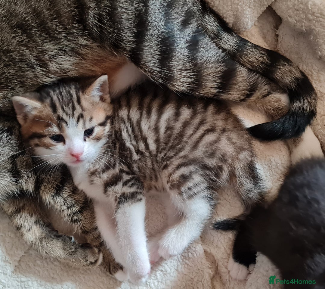 Mixed Breed cats for sale: 2 Beautiful little Boy kittens tabby & black white - Image 11
