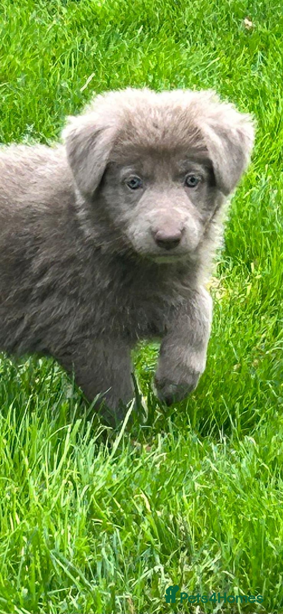 German Shepherd dogs for sale: German Shepherd pups kc reg health tested  - Advert 3