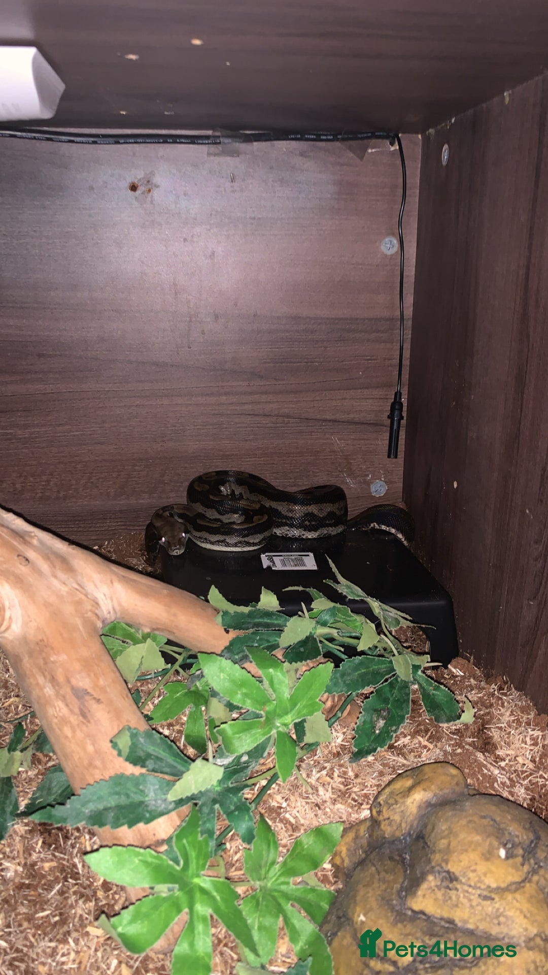 Snake reptiles for sale: Boa constrictor and Corn snake - Advert 4