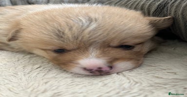 Welsh Corgi Pembroke dogs - Advert 2