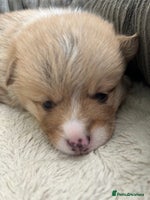 Welsh Corgi Pembroke dogs - Advert 2