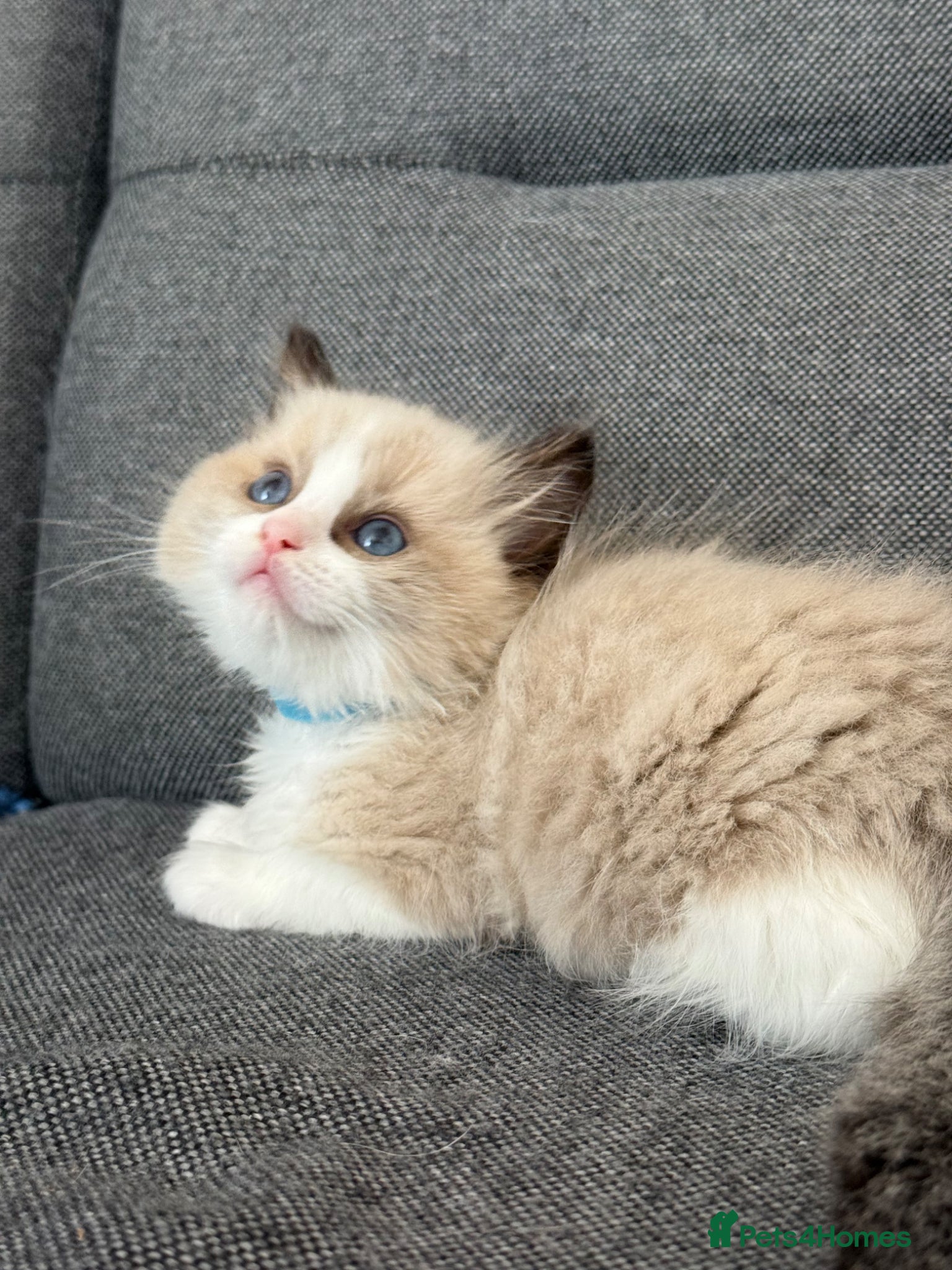 Ragdoll cats for sale: Beautiful Ragdoll kittens TICA registered  - Advert 1