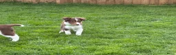 Border Collie dogs for sale: Exceptional Border collie pups  - Advert 25