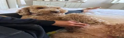 Cockapoo dogs for sale: Peppa in Sittingbourne - Advert 5