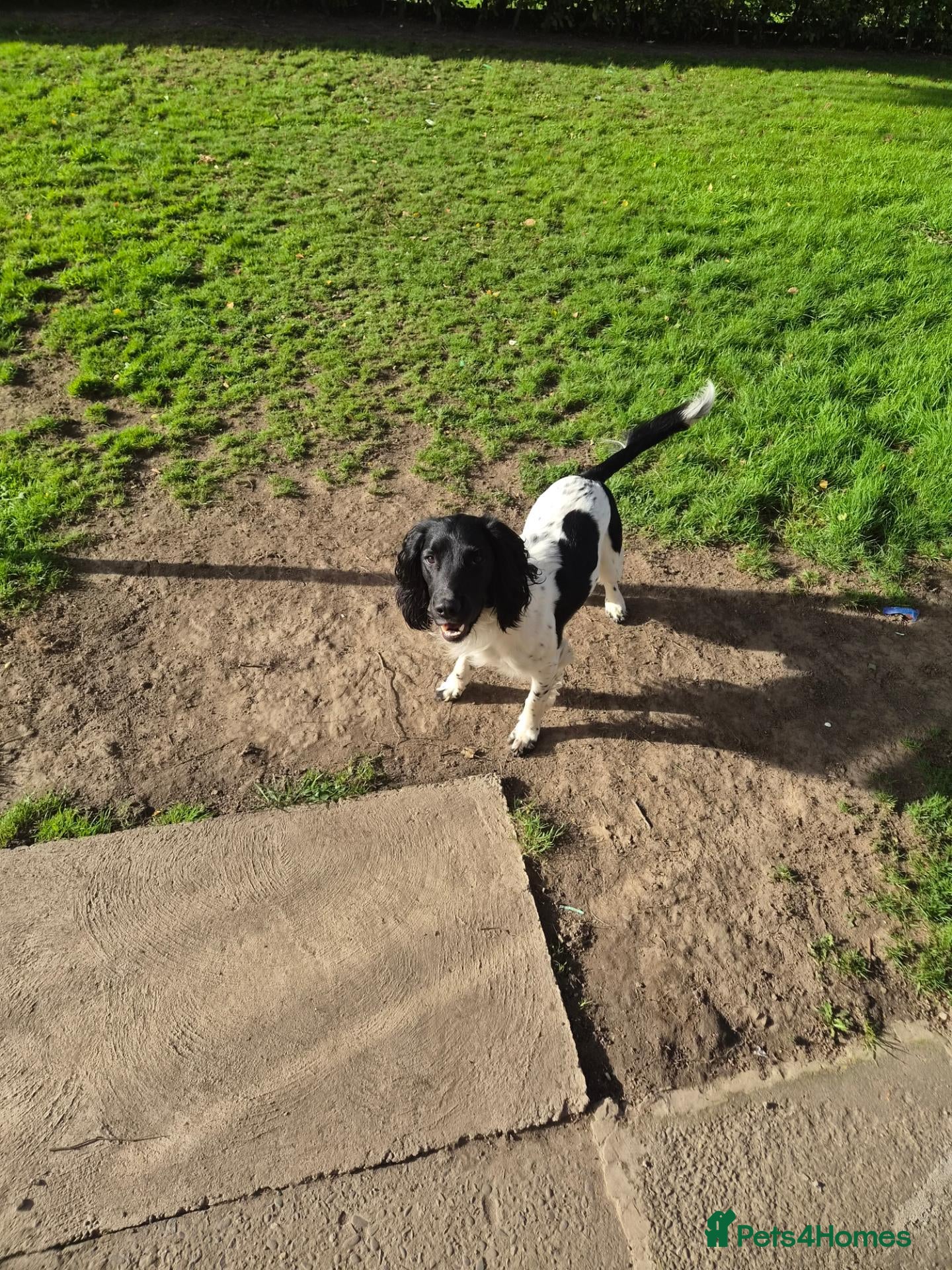 English Springer Spaniel dogs Mr stephen woodcock - Advert 2
