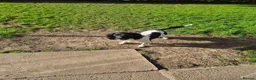 English Springer Spaniel dogs for sale: Mr stephen woodcock - Advert 1