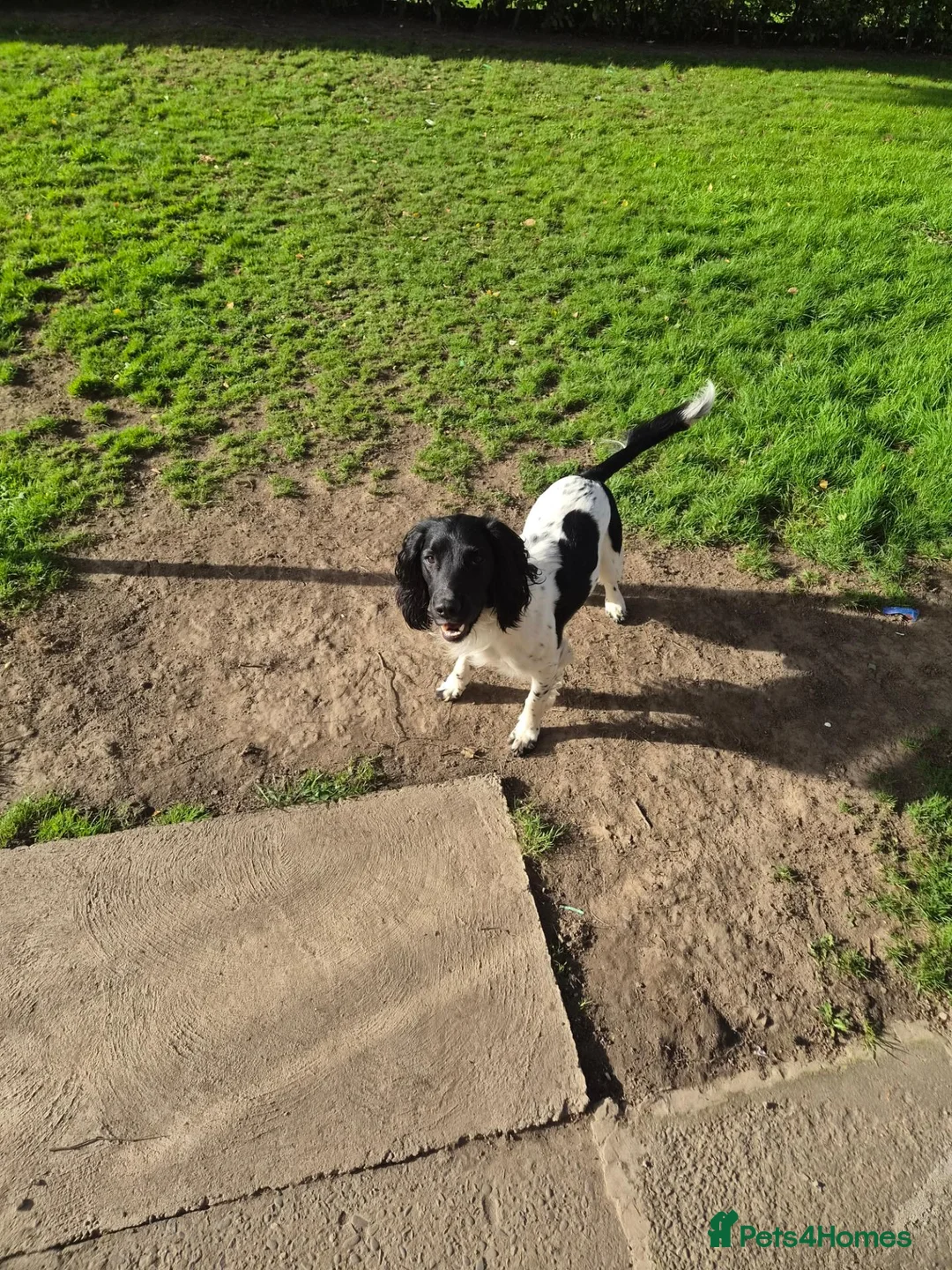 English Springer Spaniel dogs for sale: Mr stephen woodcock - Advert 1