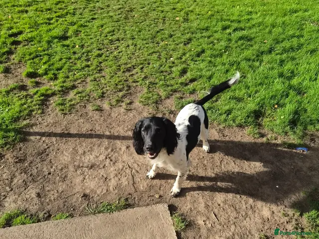 English Springer Spaniel dogs Mr stephen woodcock - Advert 15
