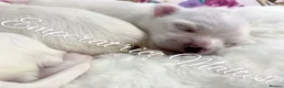 Maltese dogs for sale: Tiny KC Reg. Korean Maltese- CH line show dogs! - Advert 21