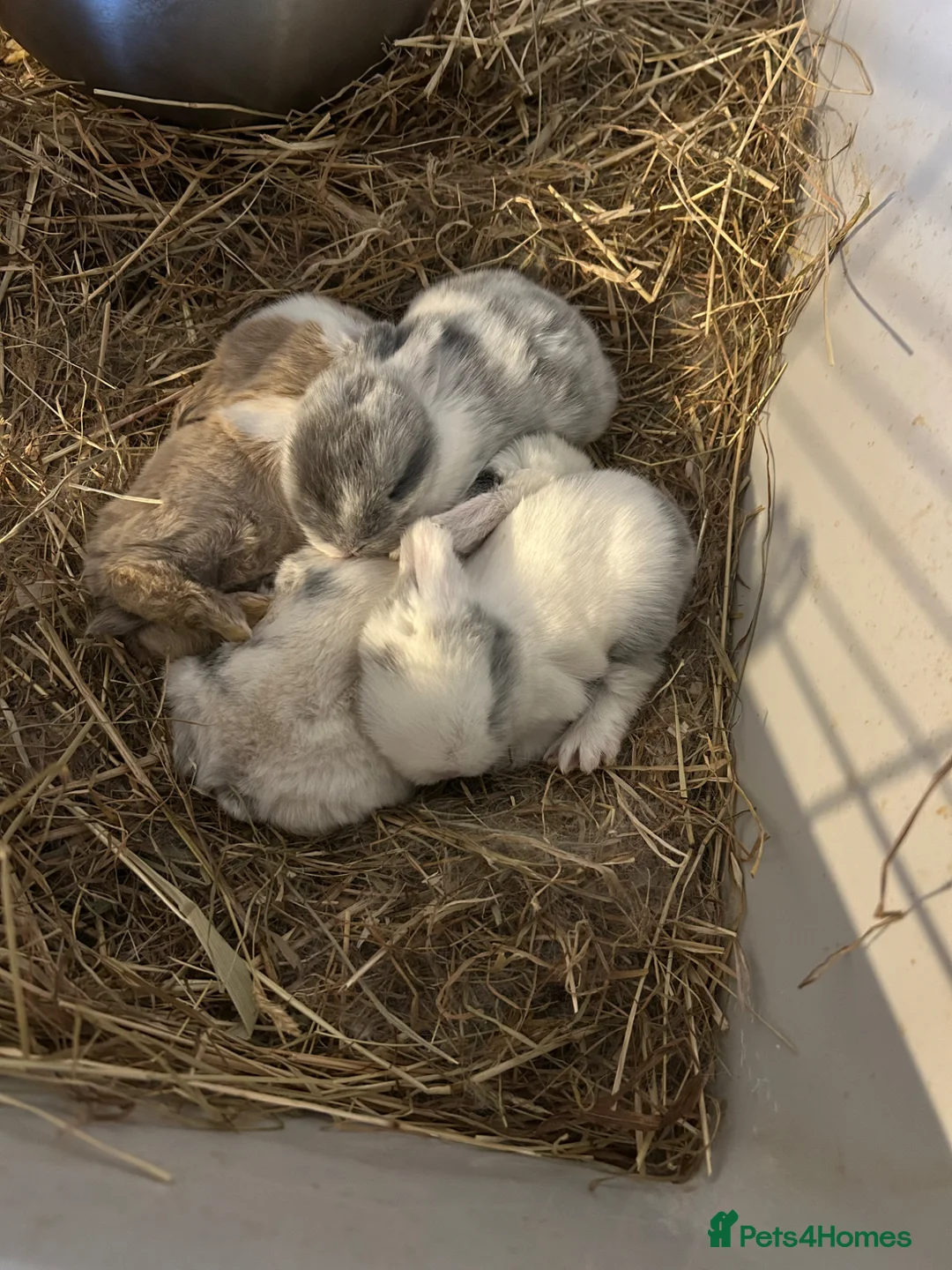 Mini Lop rabbits for sale: Pure Bred Mini Lop Baby Rabbits Born  **  Sunday in Liverpool - Advert 1