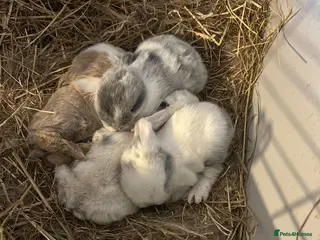 Mini Lop rabbits Pure Bred Mini Lop Baby Rabbits Born ** Sunday - Advert 6