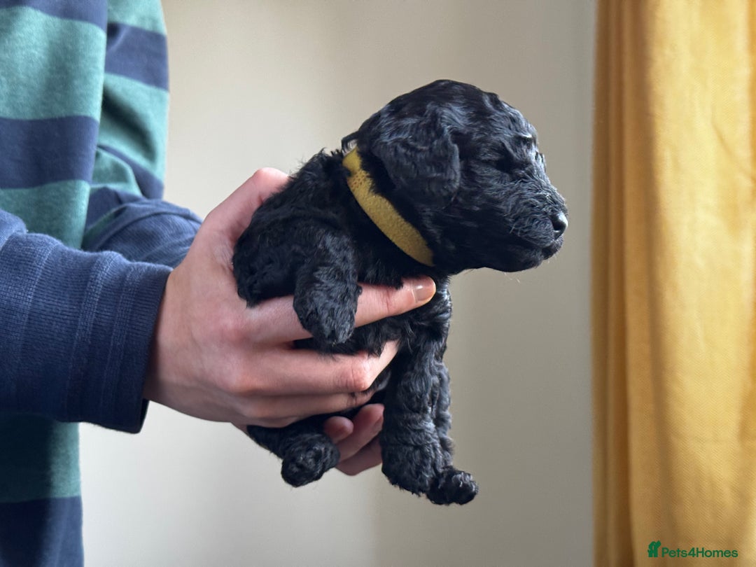 Miniature Poodle dogs for sale: Striking merle and black Miniature Poodle Puppies - Advert 10