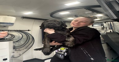 Cane Corso dogs - Advert 1