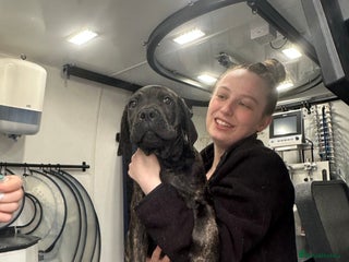 Cane Corso dogs - Advert 2