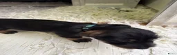 Dachshund dogs for sale: Wired Hair Dachshund Teckle Puppies - Advert 18