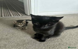 Mixed Breed cats for sale: Mixed breed cats  - Image 17