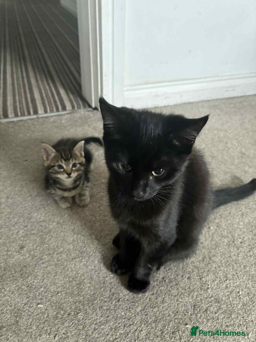 Mixed Breed cats for sale: Mixed breed cats  - Image 17