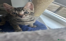 Bengal cats for sale: Bengal Kittens for Sale – Girl & Boy 🐆💛 - Image 15