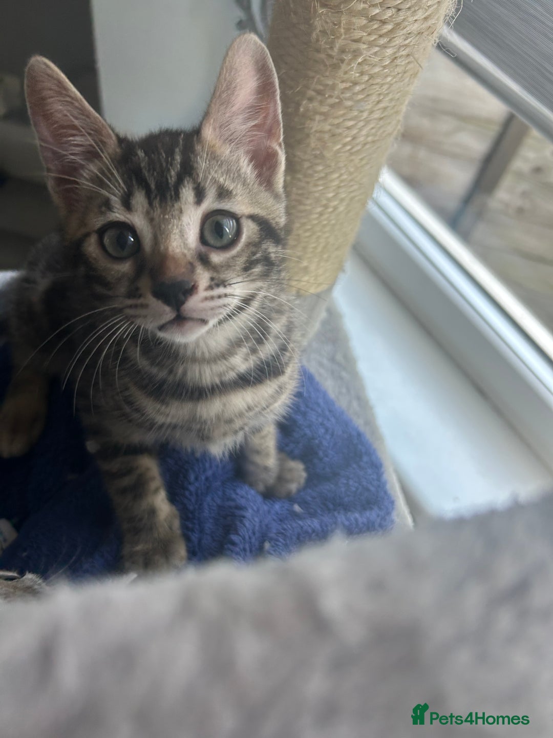 Bengal cats for sale: Bengal Kittens for Sale – Girl & Boy 🐆💛 - Image 15
