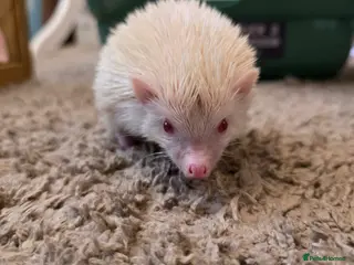 Pygmy Hedgehog rodents Handsome albino boy ready to move - Advert 3