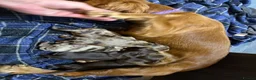 Cocker Spaniel dogs for sale: Merle cocka spaniels  - Advert 3