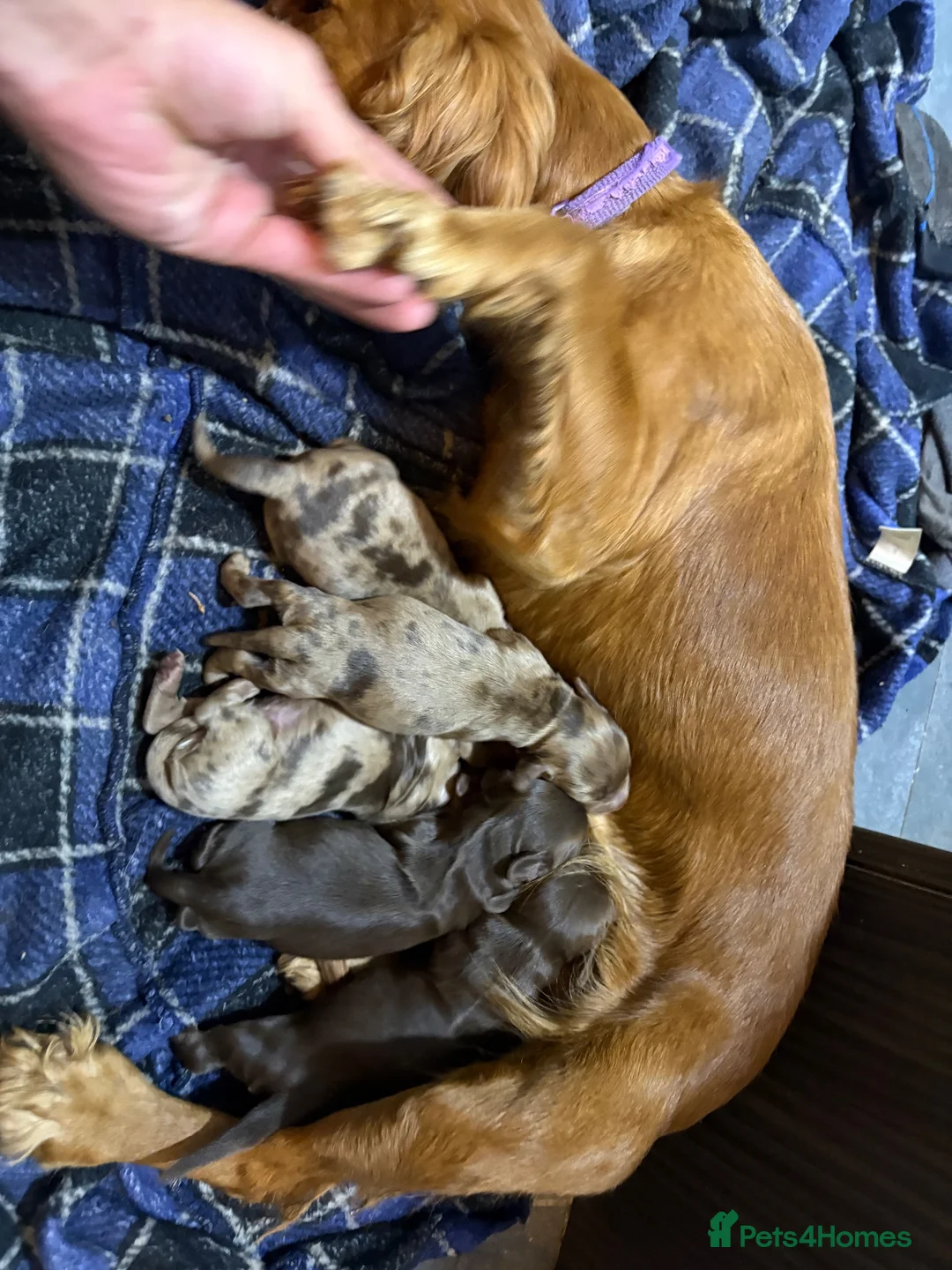 Cocker Spaniel dogs for sale: Merle cocka spaniels  - Advert 18