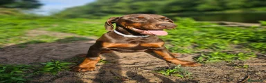 Dobermann Puppy 7