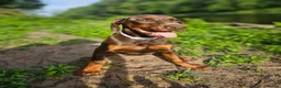 Dobermann dogs for sale: 🐕🐾 KC'D Superb little Girl Ready Now! 🏆 🐾 - Advert 8