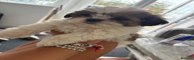 Shih Tzu Puppy 2