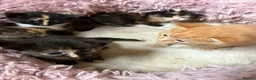 Mixed Breed cats for sale: 5 beautiful fluffy babies  - Advert 3