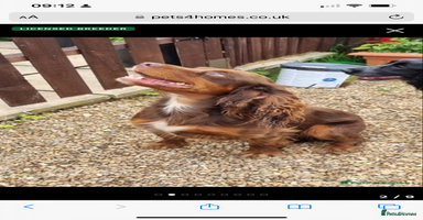 Cocker Spaniel dogs - Advert 15