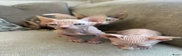 Sphynx cats for sale: Ready to leave now pink blue eyes Sphynx  - Advert 1