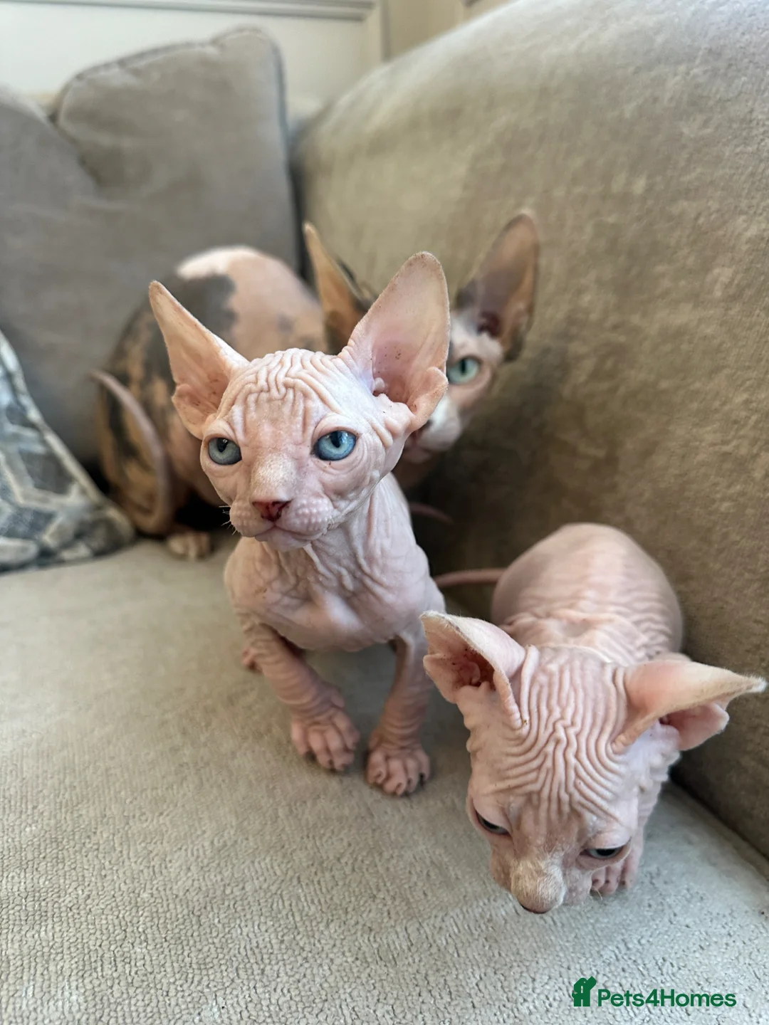 Sphynx cats for sale: Ready to leave now pink blue eyes Sphynx  - Advert 1