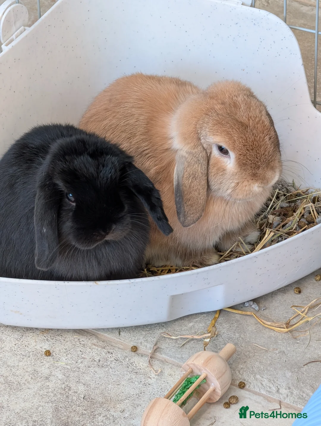 Mini Lop rabbits for sale: 2 x gorgeous 1 year old male mini lops  in Didcot - Advert 12