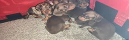 Miniature Dachshund dogs for sale: Super small miniature dachshund kc - Advert 5