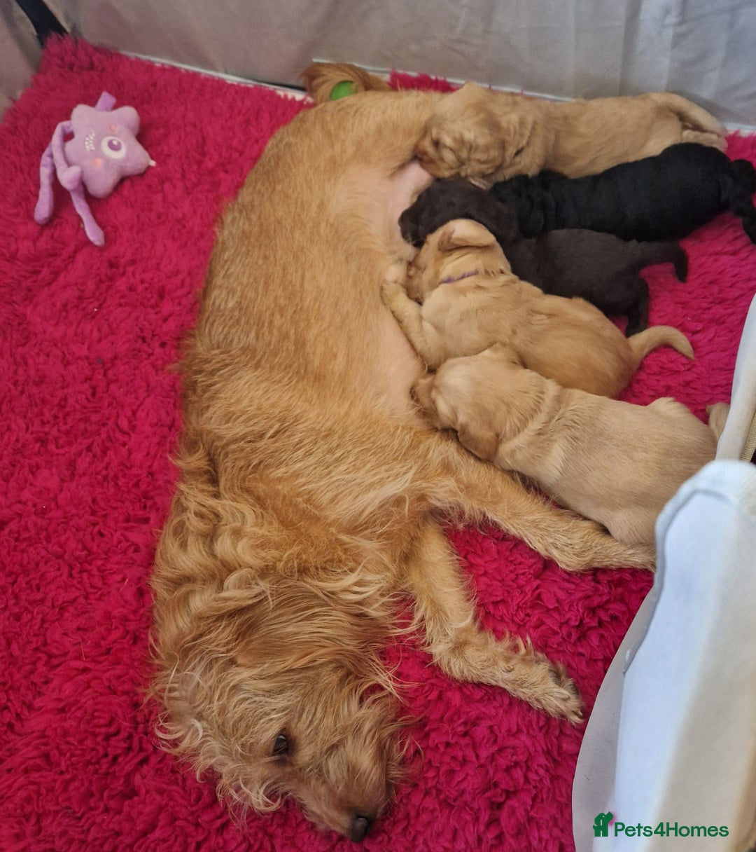 Labradoodle dogs for sale: Gorgeous miniature labradoodle puppies. - Image 4