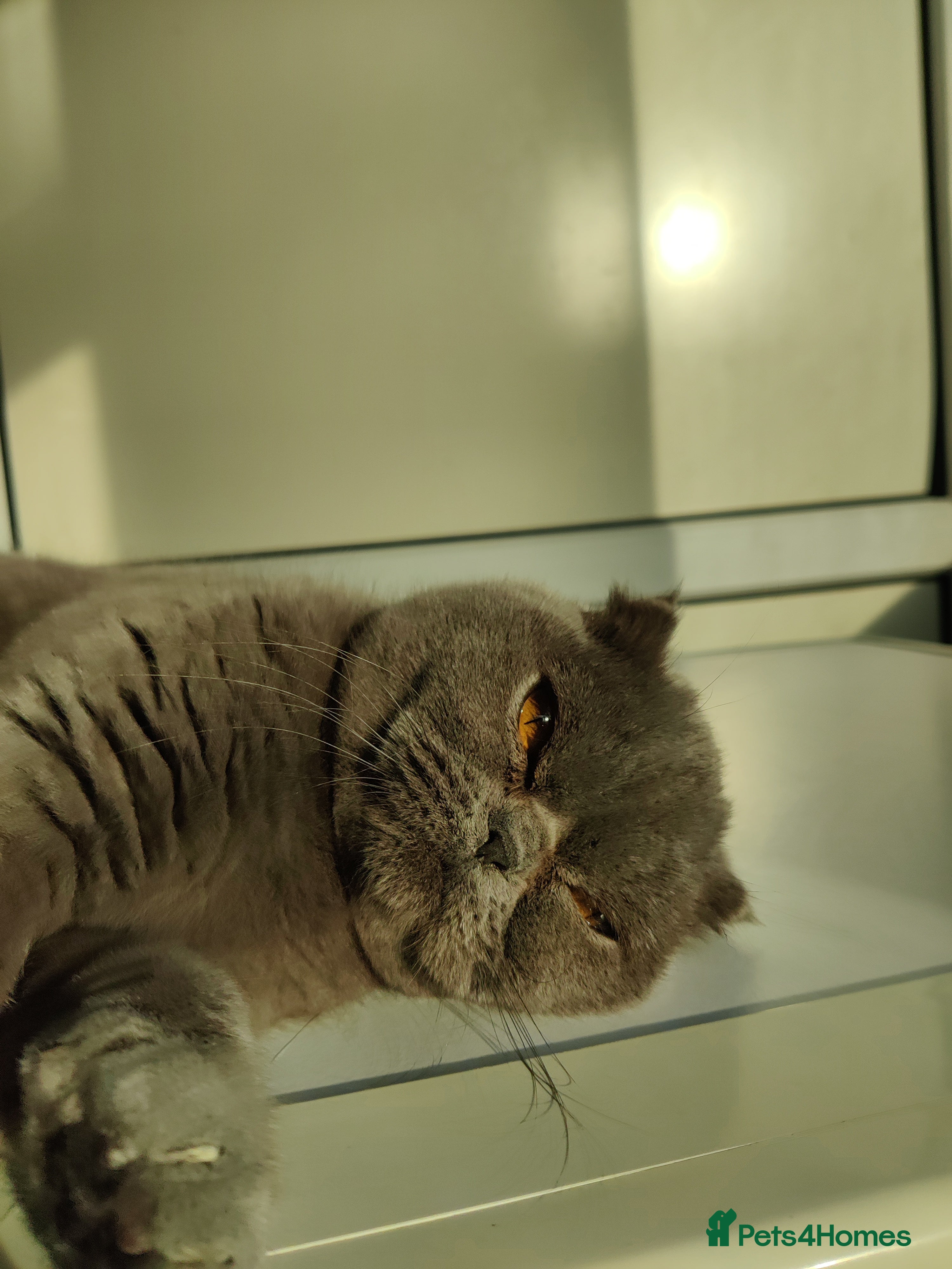 Scottish Fold cats Rare Scottish fold - Advert 2